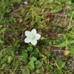 Parnassia palustris flower picture by Alfons Krismann (cc-by-sa)