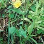 Sonchus oleraceus flower picture by Pablo Sanz (cc-by-sa)