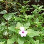 Impatiens flaccida flower picture by Amiara (cc-by-sa)