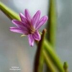 Epilobium brachycarpum flower picture by César Gonzalez (cc-by-sa)