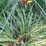 Sisyrinchium palmifolium habit picture by Trap Hers (cc-by-sa)