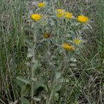 Pallenis spinosa habit picture by John Walsh (cc-by-sa)