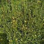 Sisymbrium officinale flower picture by Lucienne Winter (cc-by-sa)