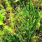 Equisetum sylvaticum habit picture by Martin Lukac (cc-by-sa)