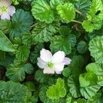 Rubus radicans habit picture by Daniel Barthelemy (cc-by-nc)