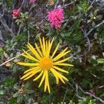 Doronicum clusii flower picture by Rohweder Karsten (cc-by-sa)