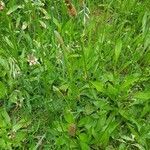 Plantago lanceolata habit picture by Karsten Hoffmeyer (cc-by-sa)