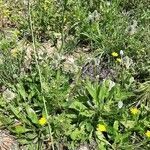 Plantago lagopus habit picture by Monteiro Henrique (cc-by-sa)