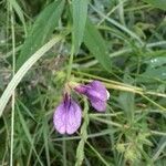 Vicia peregrina flower picture by Aurelie Ambies (cc-by-sa)