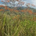 Erythrina poeppigiana flower picture by Walter Knudsen (cc-by-sa)