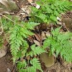 Asplenium onopteris habit picture by Morgan Le landais (cc-by-sa)