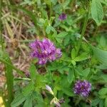 Medicago sativa flower picture by ines coquel (cc-by-sa)