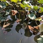 Nelumbo nucifera fruit picture by MF Paier (cc-by-sa)