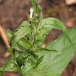 Epilobium lanceolatum leaf picture by Teun Pater (cc-by-sa)