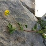 Medicago suffruticosa leaf picture by Bernard Sudan (cc-by-sa)