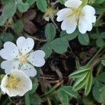 Potentilla montana habit picture by Thierry LE COM (cc-by-sa)