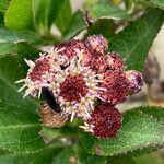 Baccharis prunifolia flower picture by Fabien Anthelme (cc-by-sa)