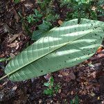 Duroia aquatica leaf picture by Lisa Moreno (cc-by-sa)