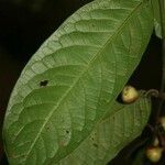 Siparuna guianensis leaf picture by Jean-François Molino (cc-by-sa)