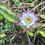 Cereus hexagonus flower picture by carvalho cuca (cc-by-sa)