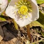 Helleborus niger flower picture by Jani Zadrgal (cc-by-sa)