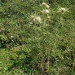 Cirsium ferox habit picture by Giovanni Leonardi (cc-by-sa)