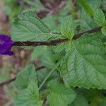 Stachytarpheta frantzii habit picture by Nelson Zamora Villalobos (cc-by-nc)