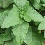 Urtica massaica leaf picture by susan brown (cc-by-sa)