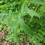 Cirsium altissimum leaf picture by Cedric Ludlow (cc-by-sa)