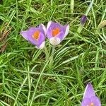 Crocus nudiflorus habit picture by David Hocken (cc-by-sa)