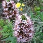 Echium strictum flower picture by Sergio Walking Tours (cc-by-sa)