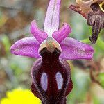 Ophrys ferrum-equinum flower picture by dimitris log (cc-by-sa)