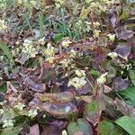 Epimedium alpinum habit picture by Andreas Rettich (cc-by-sa)