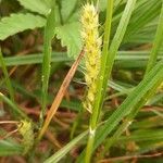 Carex hirta fruit picture by Karl Seibel (cc-by-sa)