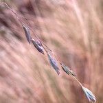 Festuca azucarica flower picture by Fabien Anthelme (cc-by-sa)