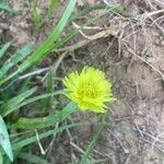 Pyrrhopappus carolinianus flower picture by Donna Molavi (cc-by-sa)