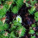 Saxifraga sedoides flower picture by Emanuele Santarelli (cc-by-sa)