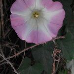 Convolvulus betonicifolius flower picture by Sergio-OMA (cc-by-sa)