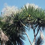 Cordyline australis habit picture by Daniel Barthelemy (cc-by-nc)