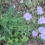 Lactuca perennis habit picture by Amandine Deligey (cc-by-sa)