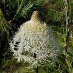 Xerophyllum tenax flower picture by Jim Conroy (cc-by-sa)