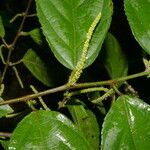 Acalypha diversifolia leaf picture by Nelson Zamora Villalobos (cc-by-nc)