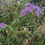 Symphyotrichum novae-angliae habit picture by Matthias Foellmer (cc-by-sa)