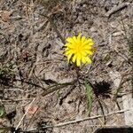 Microseris nutans flower picture by Kyler Bowers (cc-by-sa)