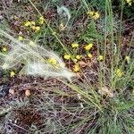 Stipa pennata flower picture by Ludovic Lavigne (cc-by-sa)