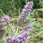 Mentha longifolia habit picture by Daniel Barthelemy (cc-by-nc)