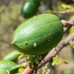 Vachellia caven fruit picture by Trap Hers (cc-by-sa)