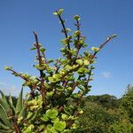 Portulacaria afra habit picture by Daniel Barthelemy (cc-by-nc)