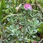 Antennaria dioica flower picture by Wing Net. (cc-by-sa)