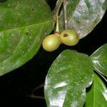 Desmopsis schippii fruit picture by Nelson Zamora Villalobos (cc-by-nc)